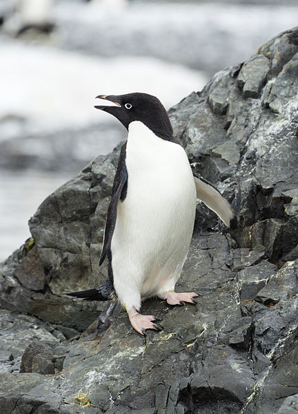 Photograph of an adelie penguin on a rock
