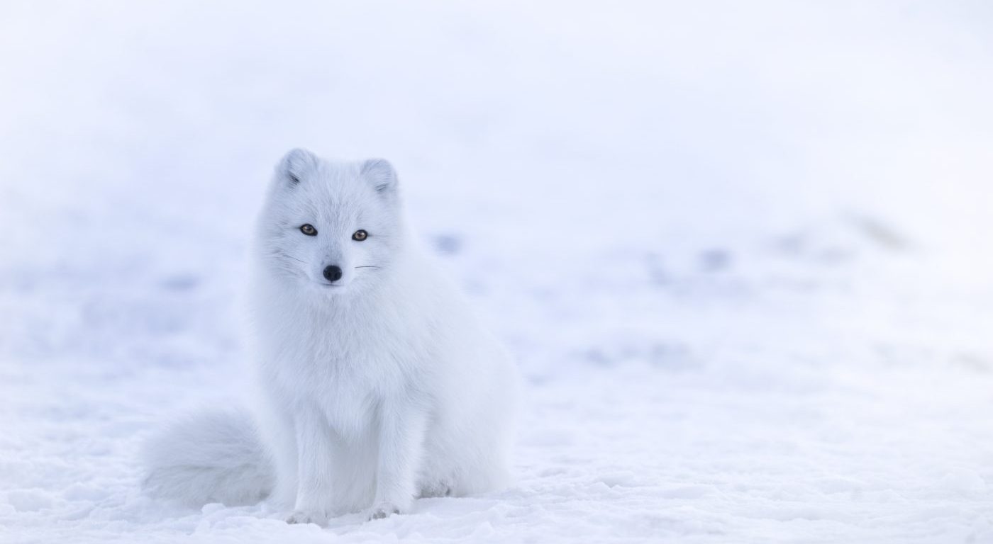 Photograph of a white Arctic Fox in the snow