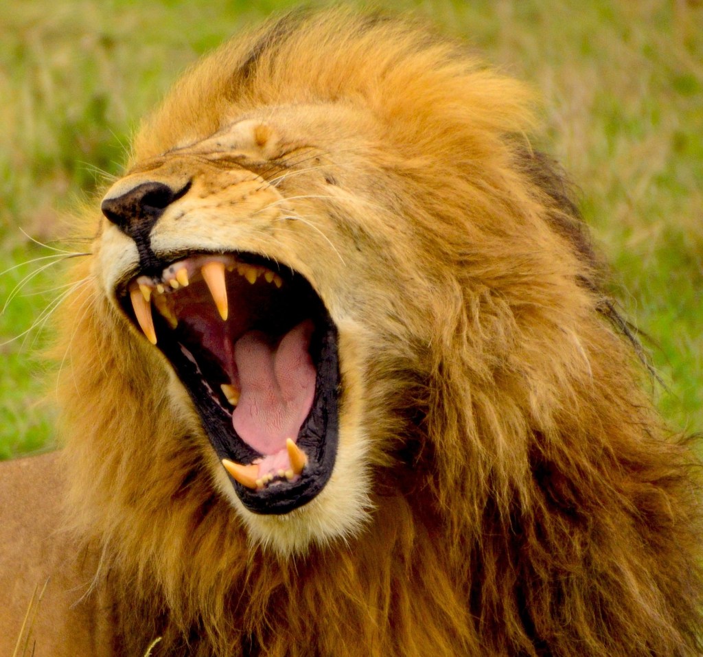 Photograph of a lion roaring