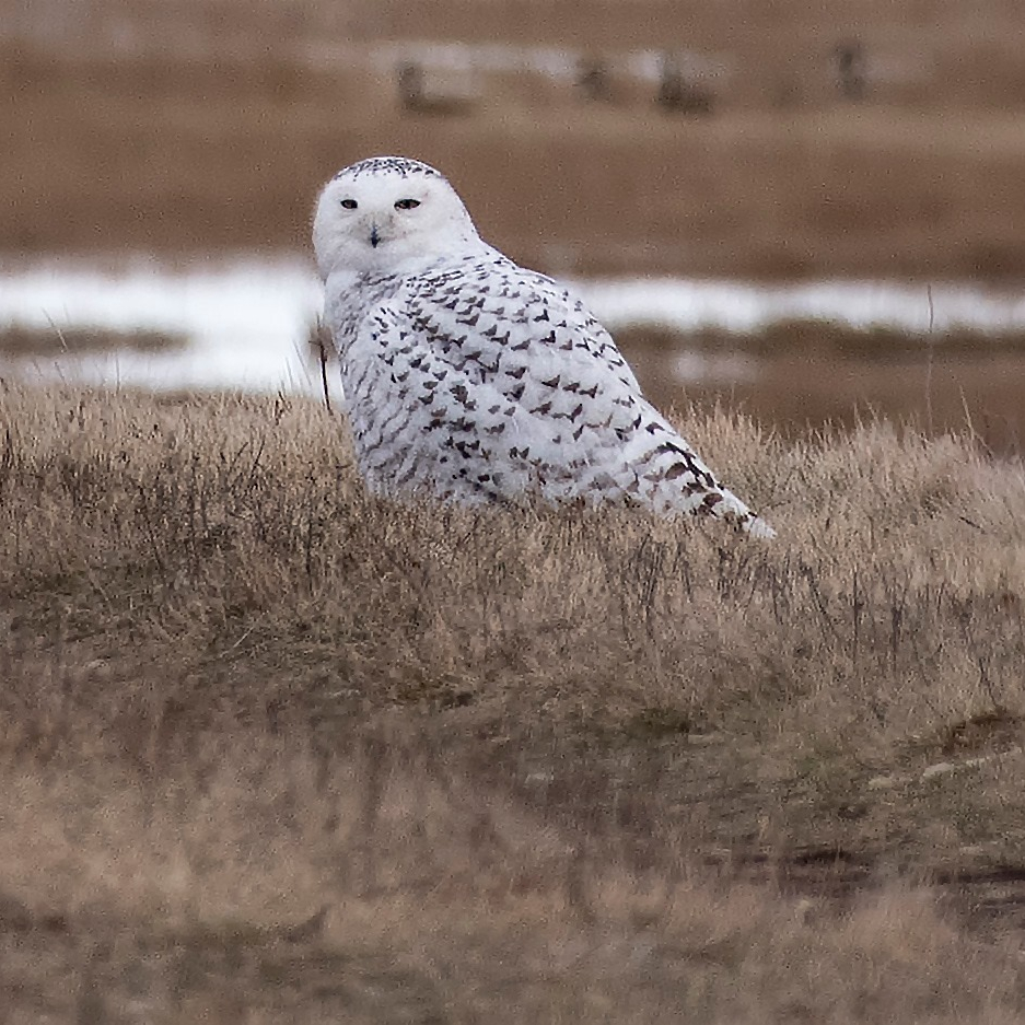 Photograph of a snowy owl on grassland