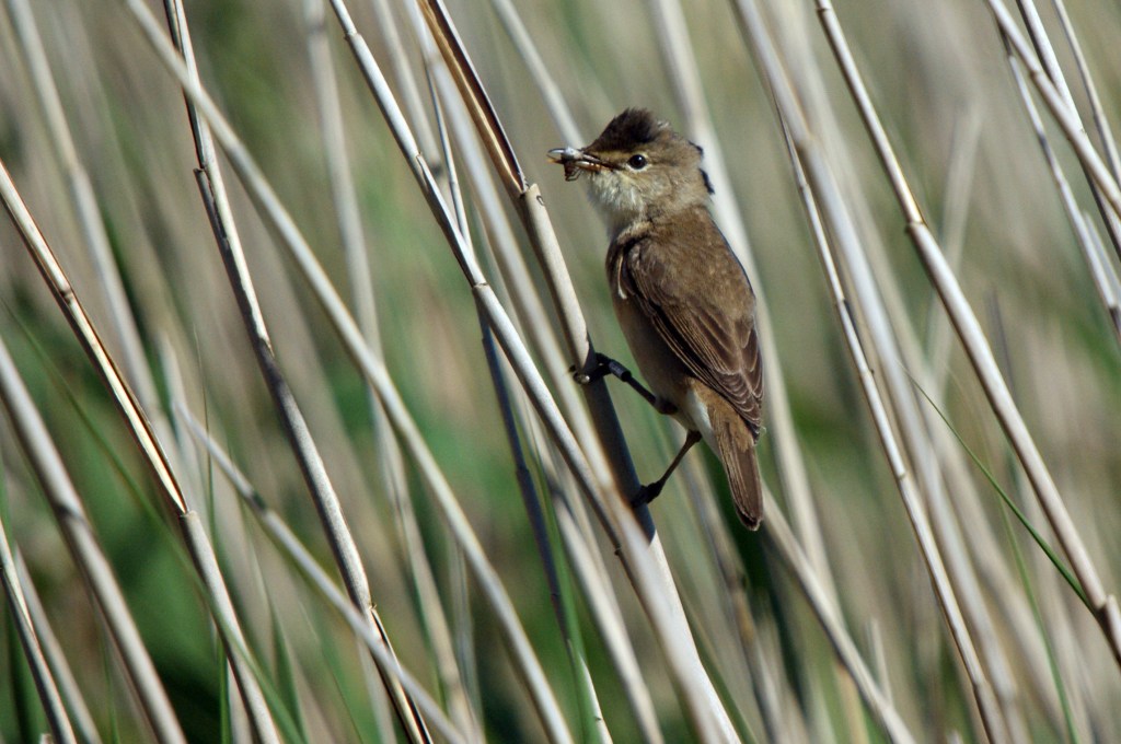 Photograph of a reed warbler