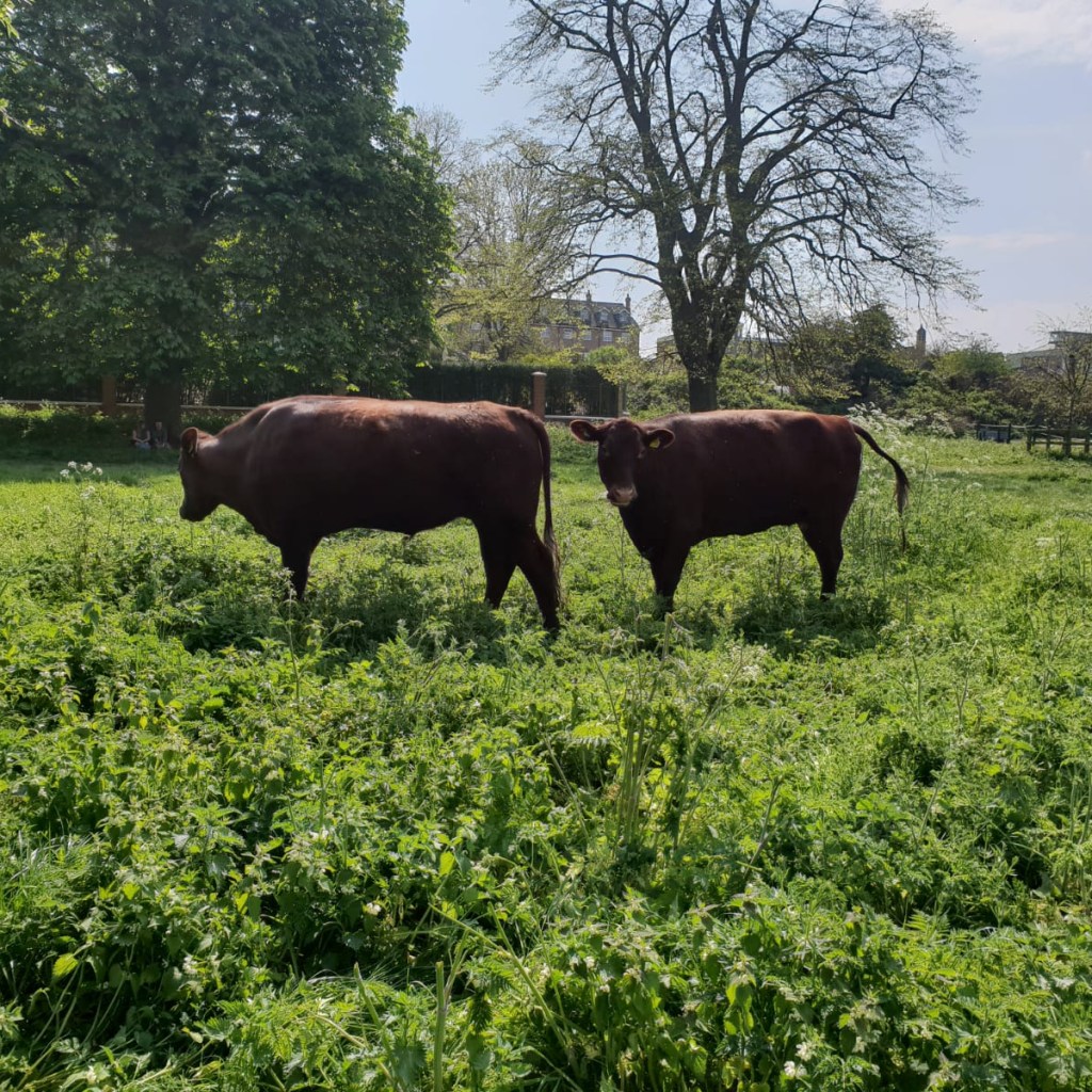 Cambridge cows. Alex Howard