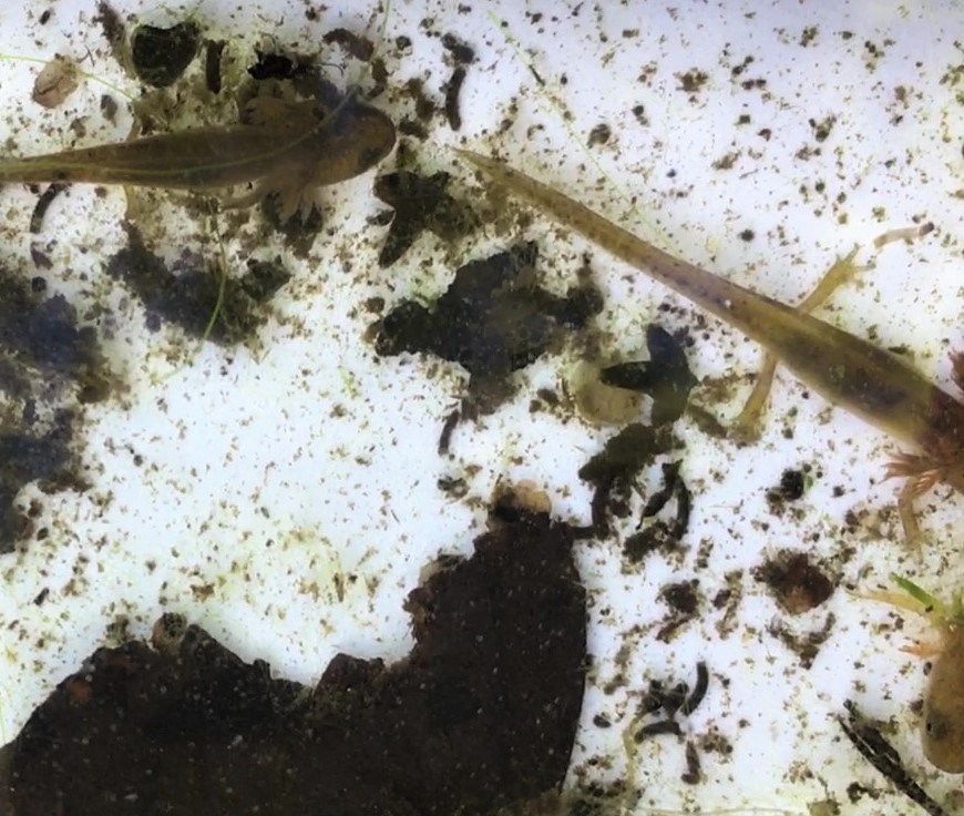 Photograph of three baby newts