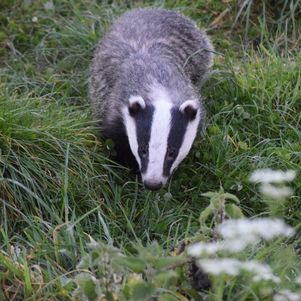 Photograph of a badger