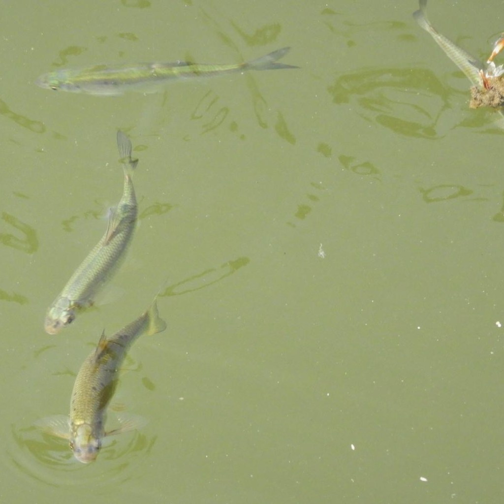 Fish in the Cam. Bethan Wallace