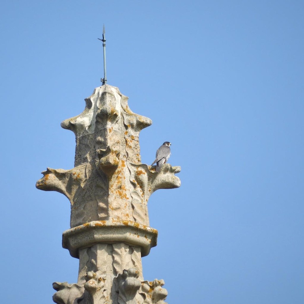 Peregrine perching. Bethan Wallace