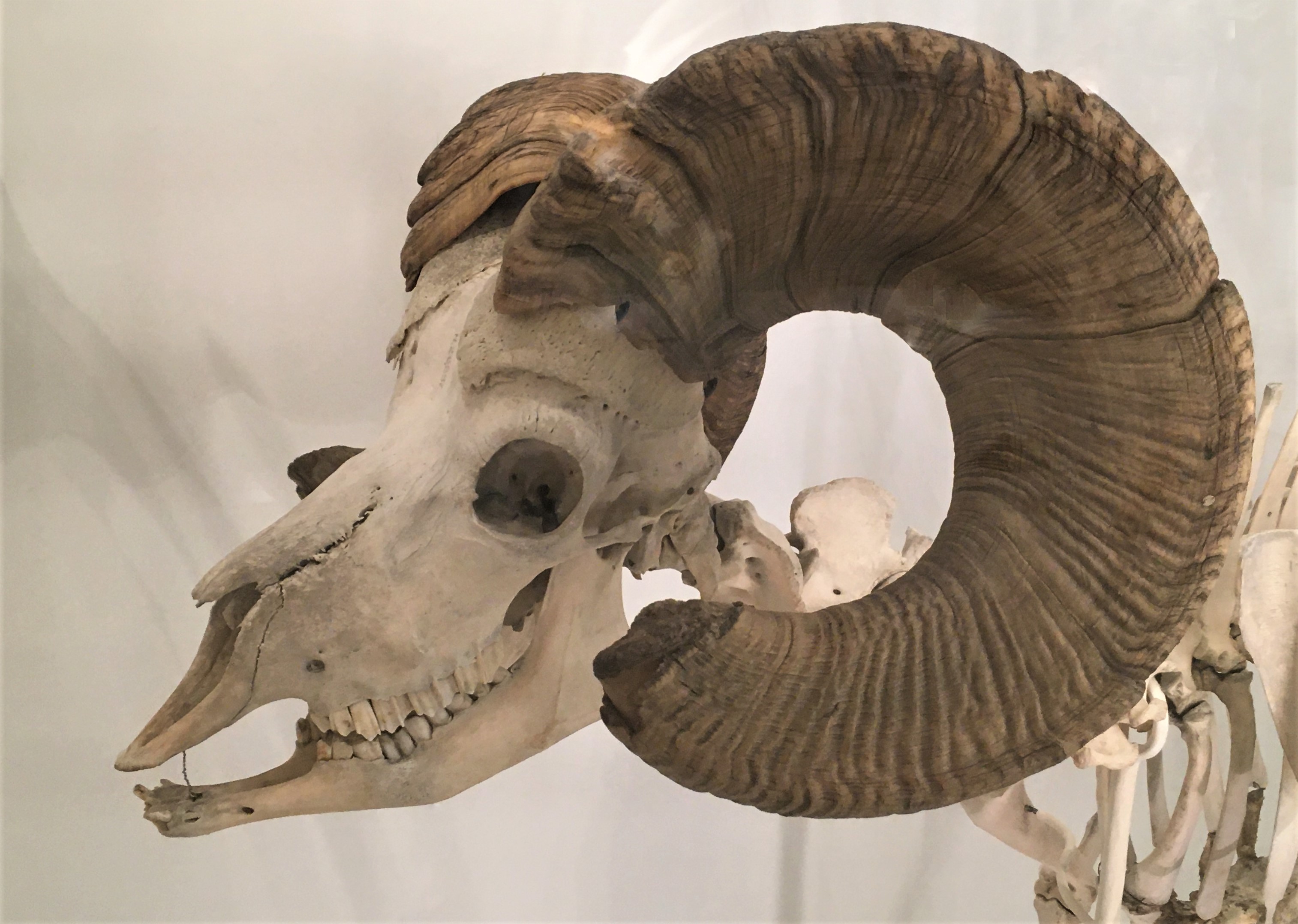 Photograph of the skull of a bighorn sheep