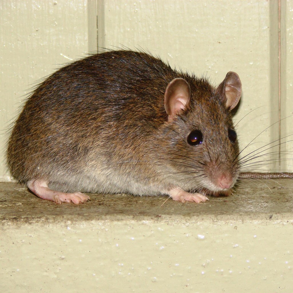 Black rat. Credit Jack Ashby