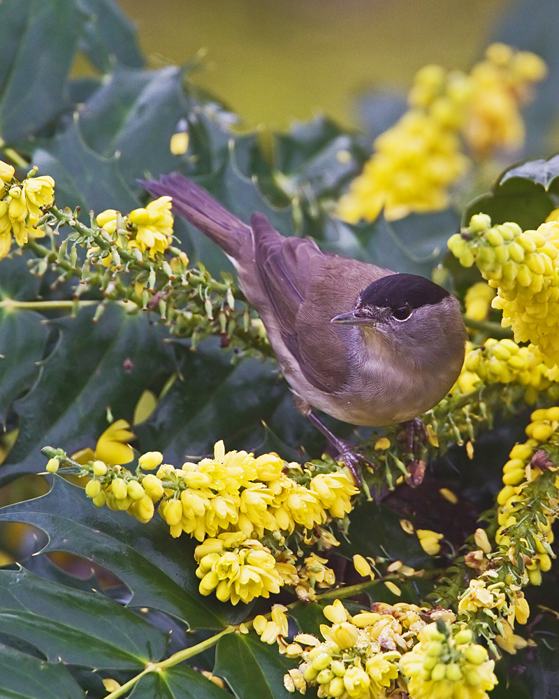 Photograph of a blackcap