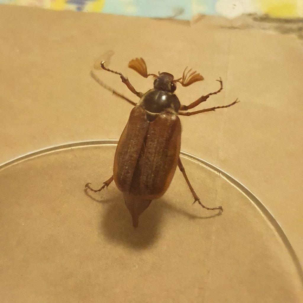 Cockchafer (a.k.a maybug). Lucy and Arthur