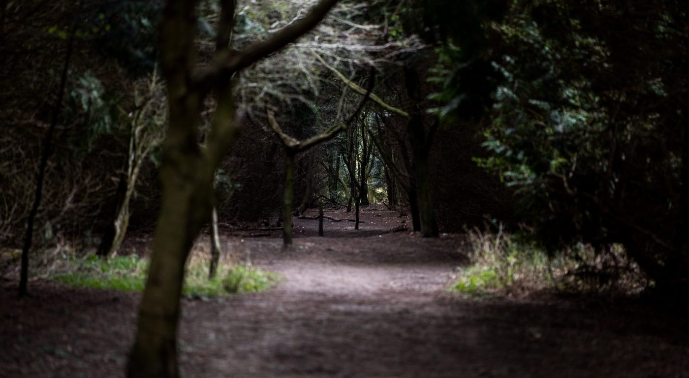 Conifers, Mead's Plantation. Credit John Howlett