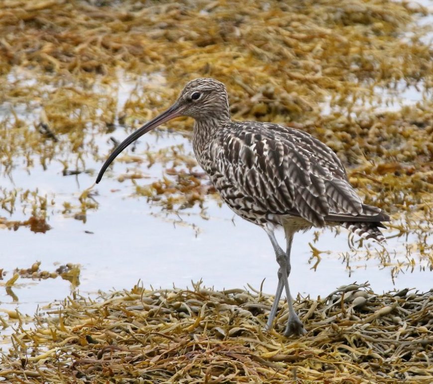 Curlew Copyright billywhiz07 on flickr