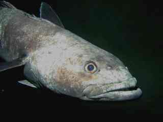 Photograph of an antarctic toothfish