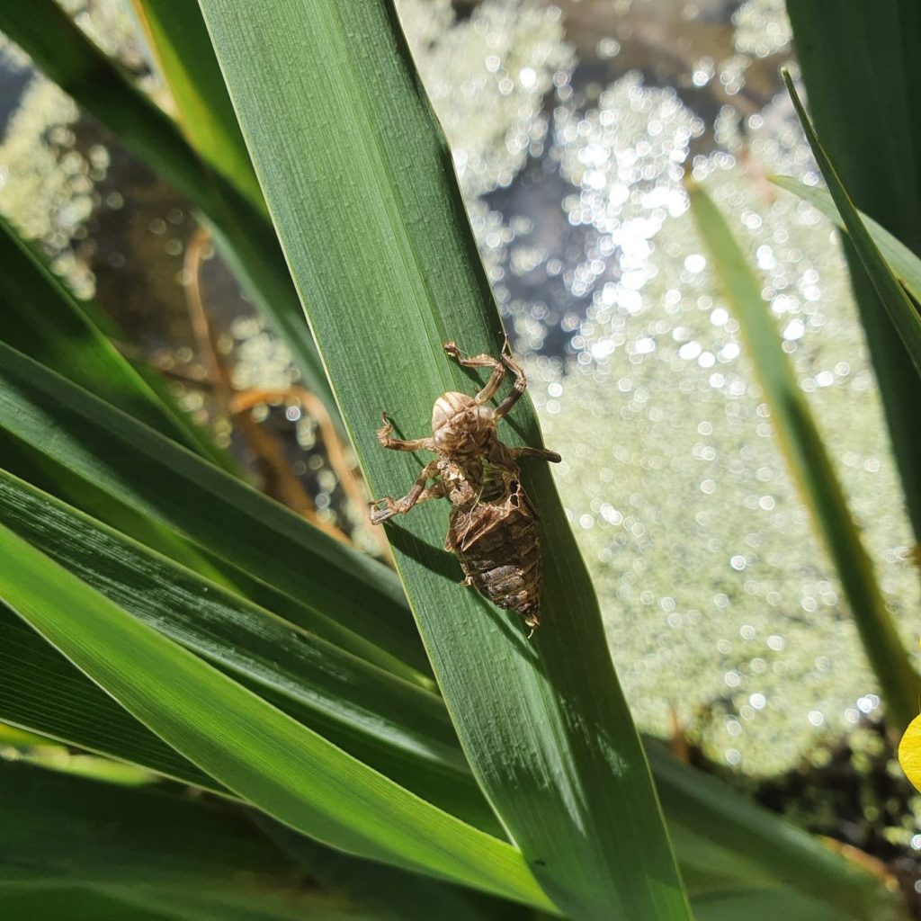 Dragonfly larvae moult. Lucy and Arthur