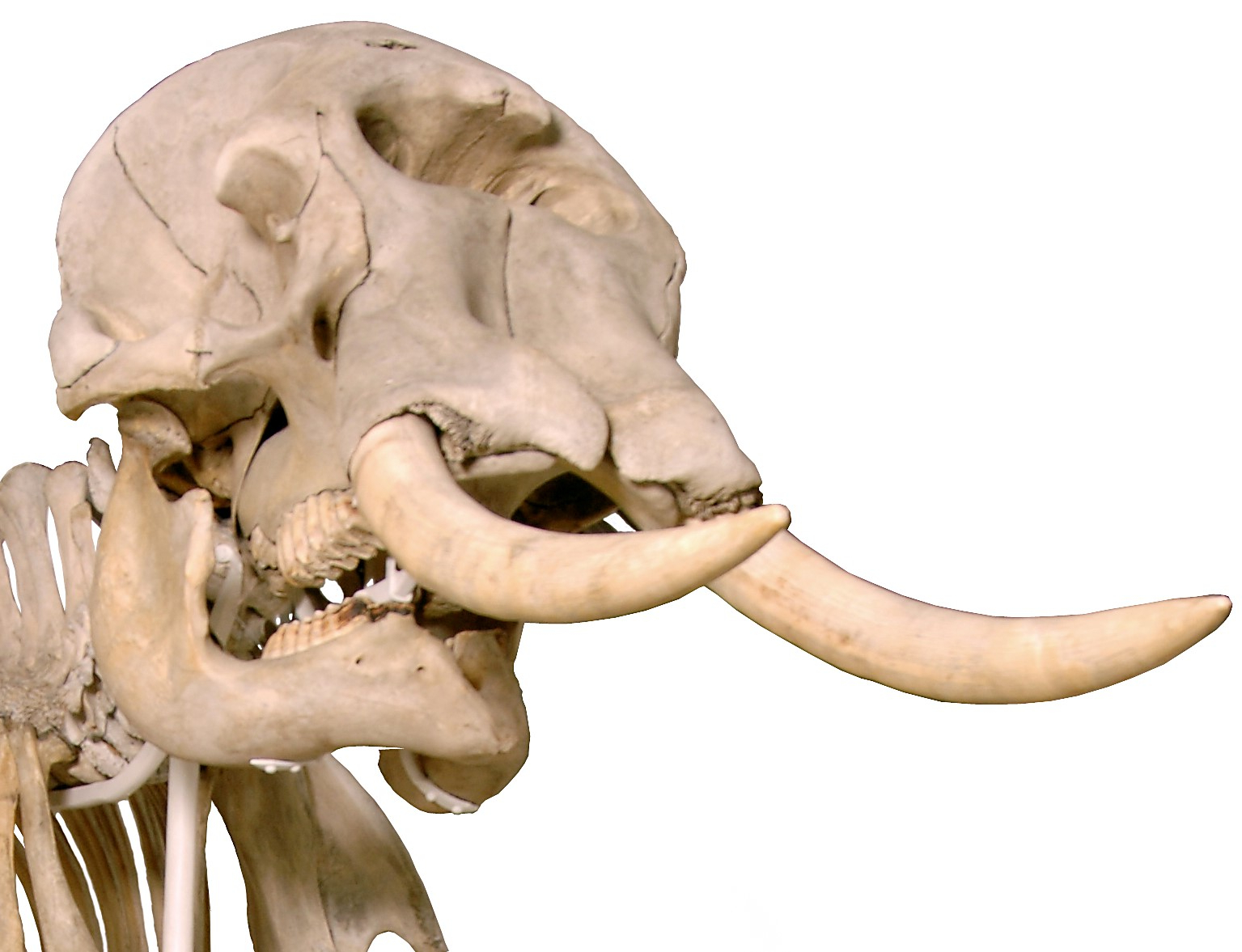 Photograph of the skull of an African elephant