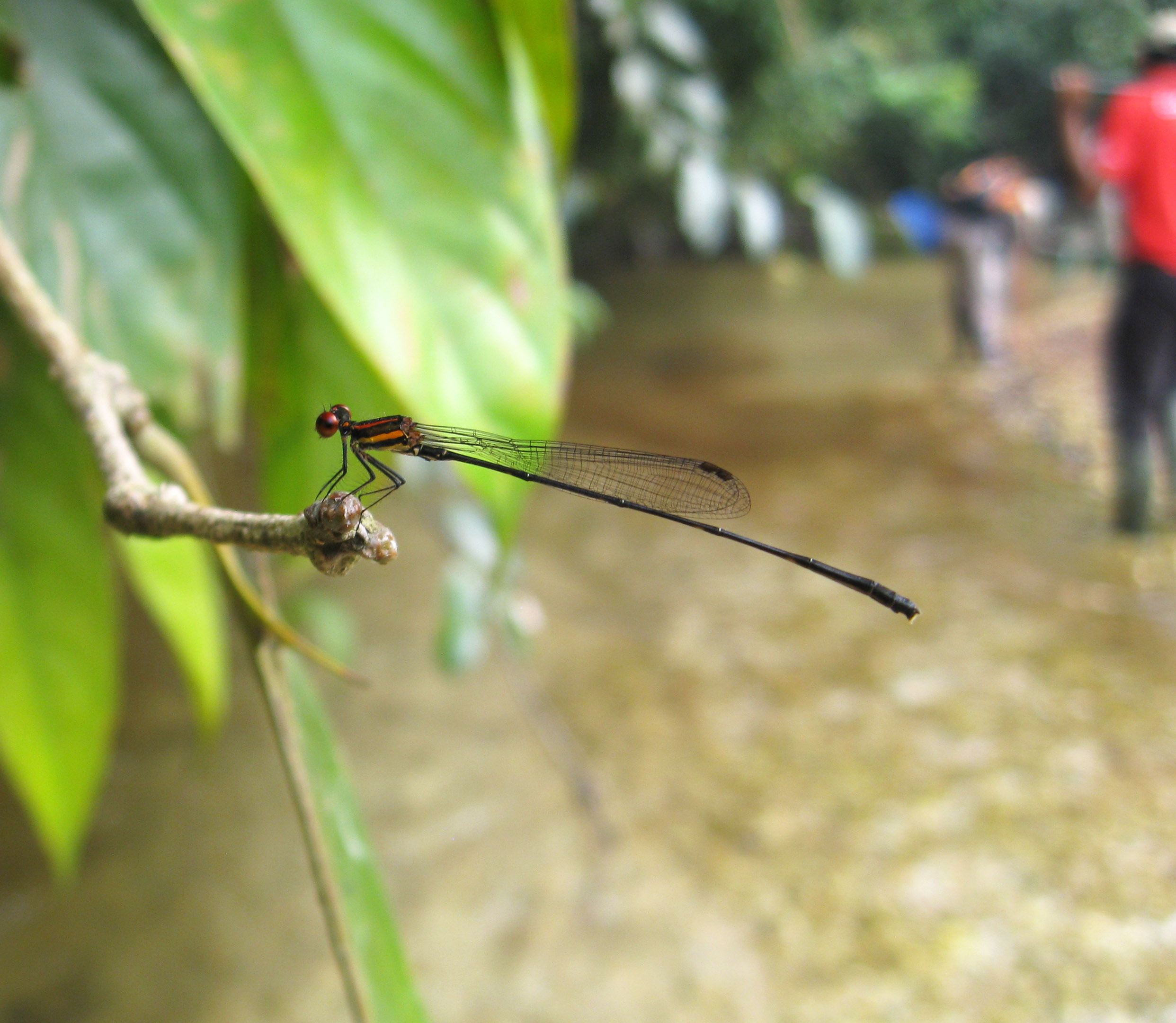 Odonata in plantation, Sumatra. Credit Ed Turner