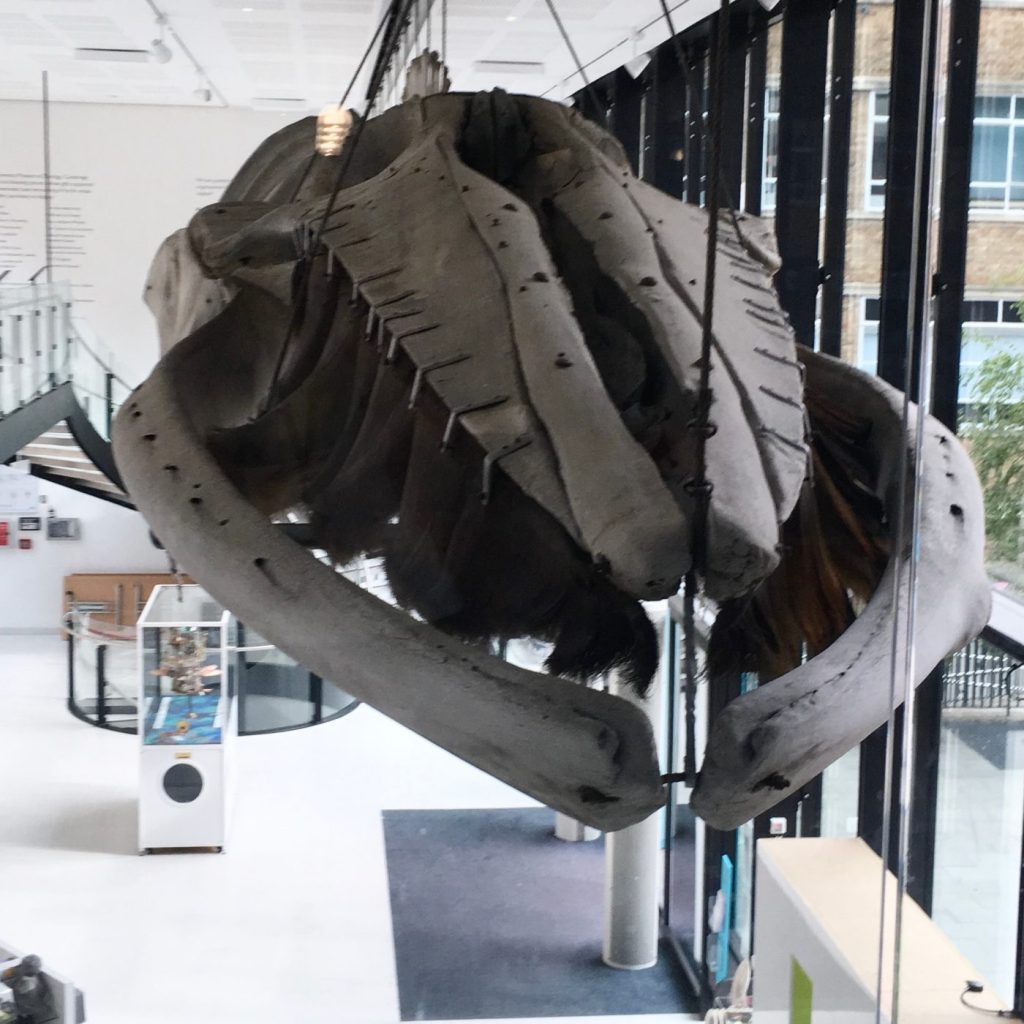 Photograph of a fin whale skeleton