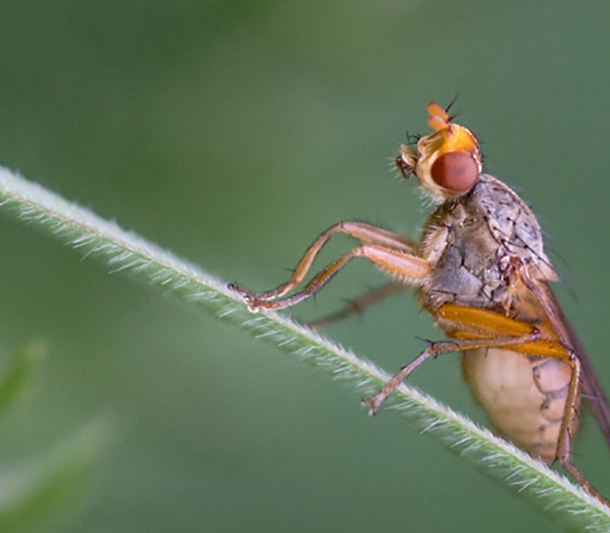 Fly. Image credit Geoff Oliver
