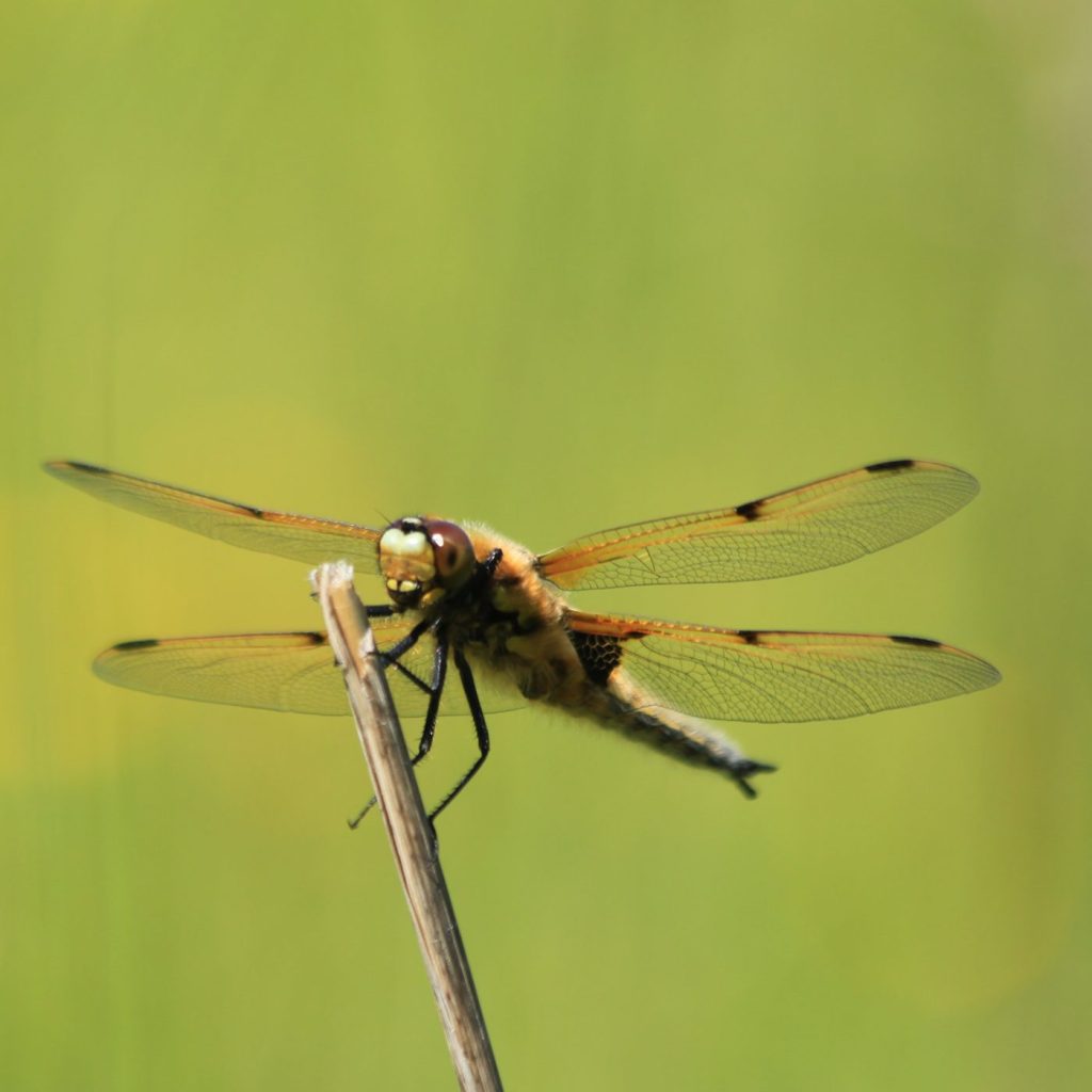 Four-spotted chaser. Andrew Bladon