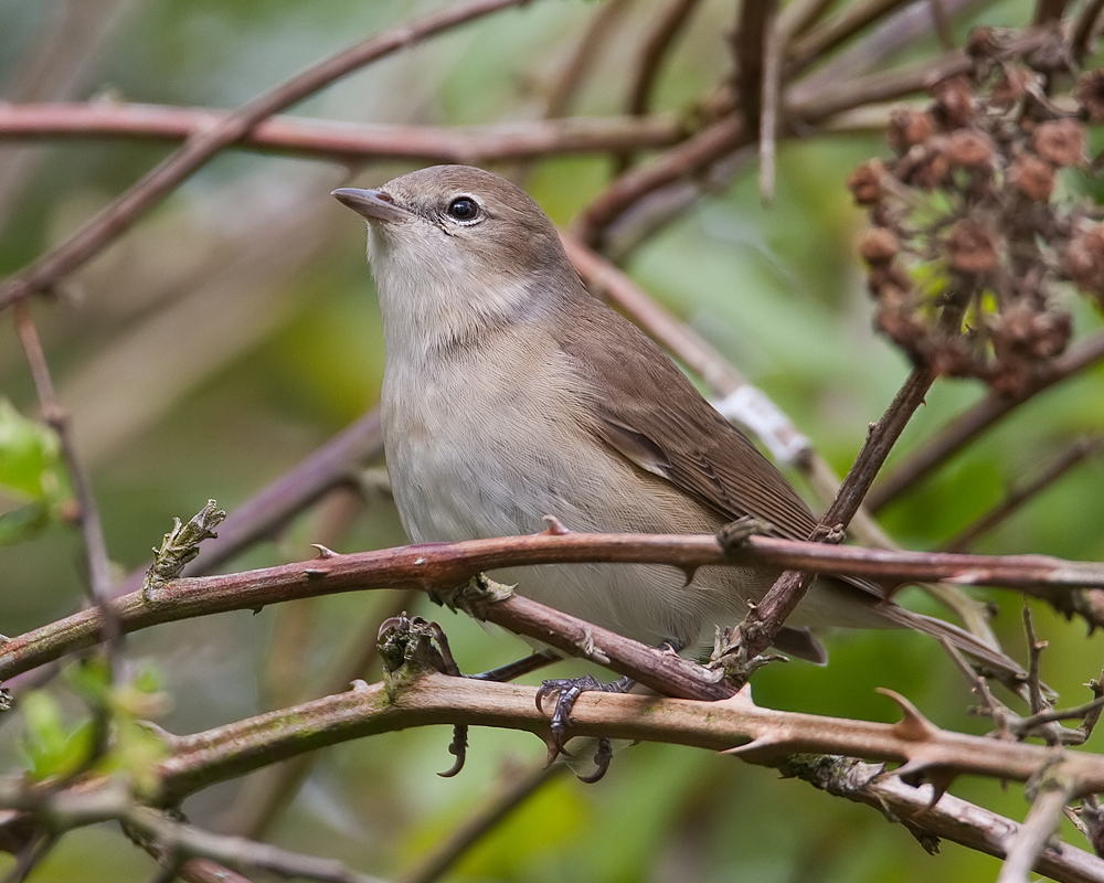 Photograph of a garden warbler
