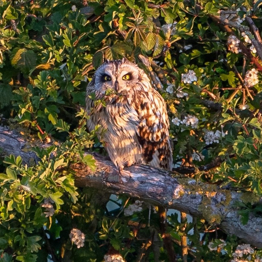 Short eared owl. Geoff Oliver (museum volunteer)