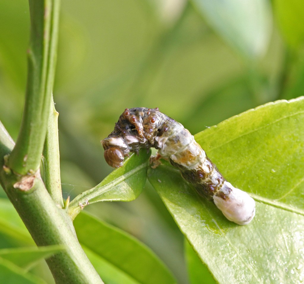 Photograph of a giant swallowtail caterpillar