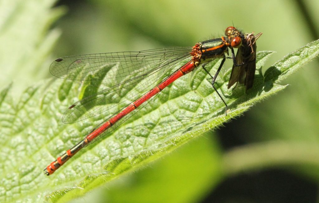 Photograph of a damselfly