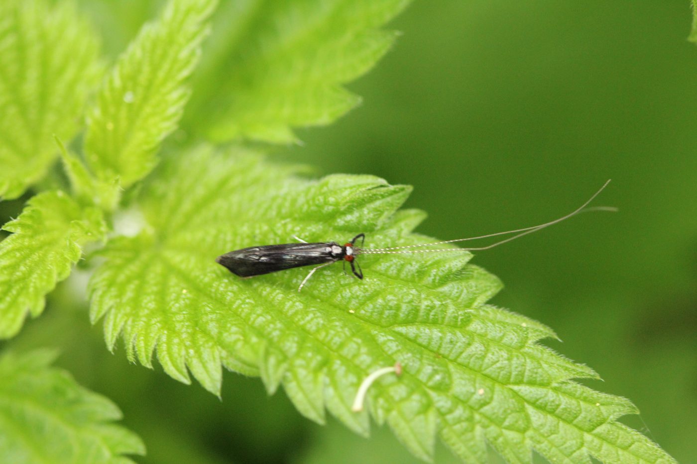Ferry Fly Insect An Insect a Day part 3 – Museum of Zoology Blog