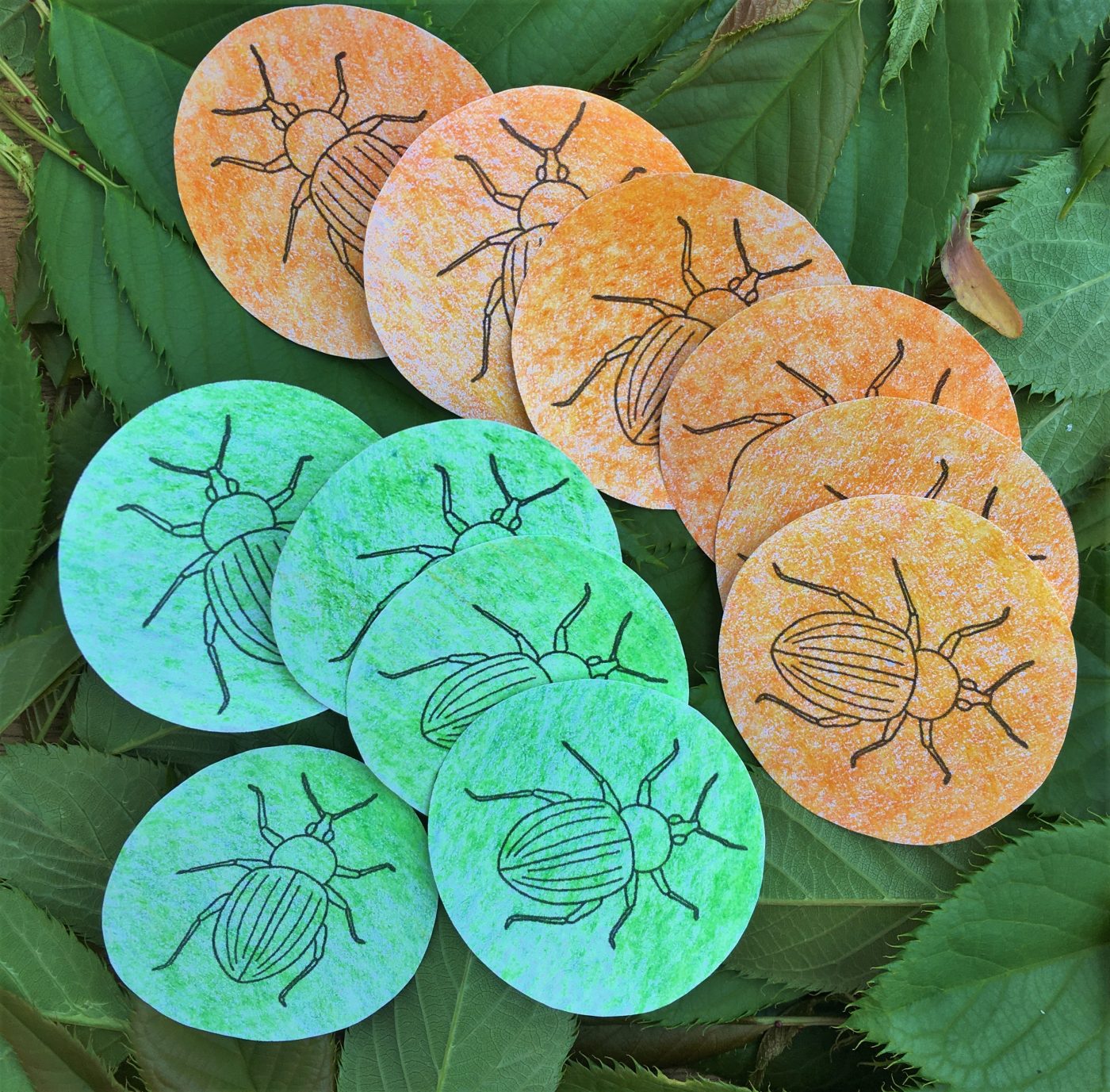 Exploring Evolution through Colour – Museum of Zoology Blog