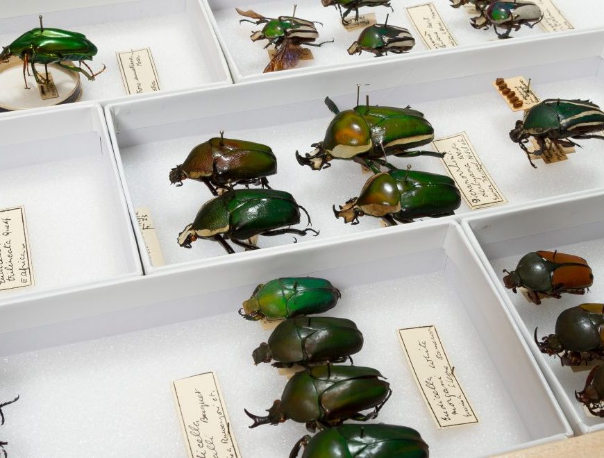 Beetle drawer. University Museum of Zoology collection. Credit University of Cambridge + Chris Green