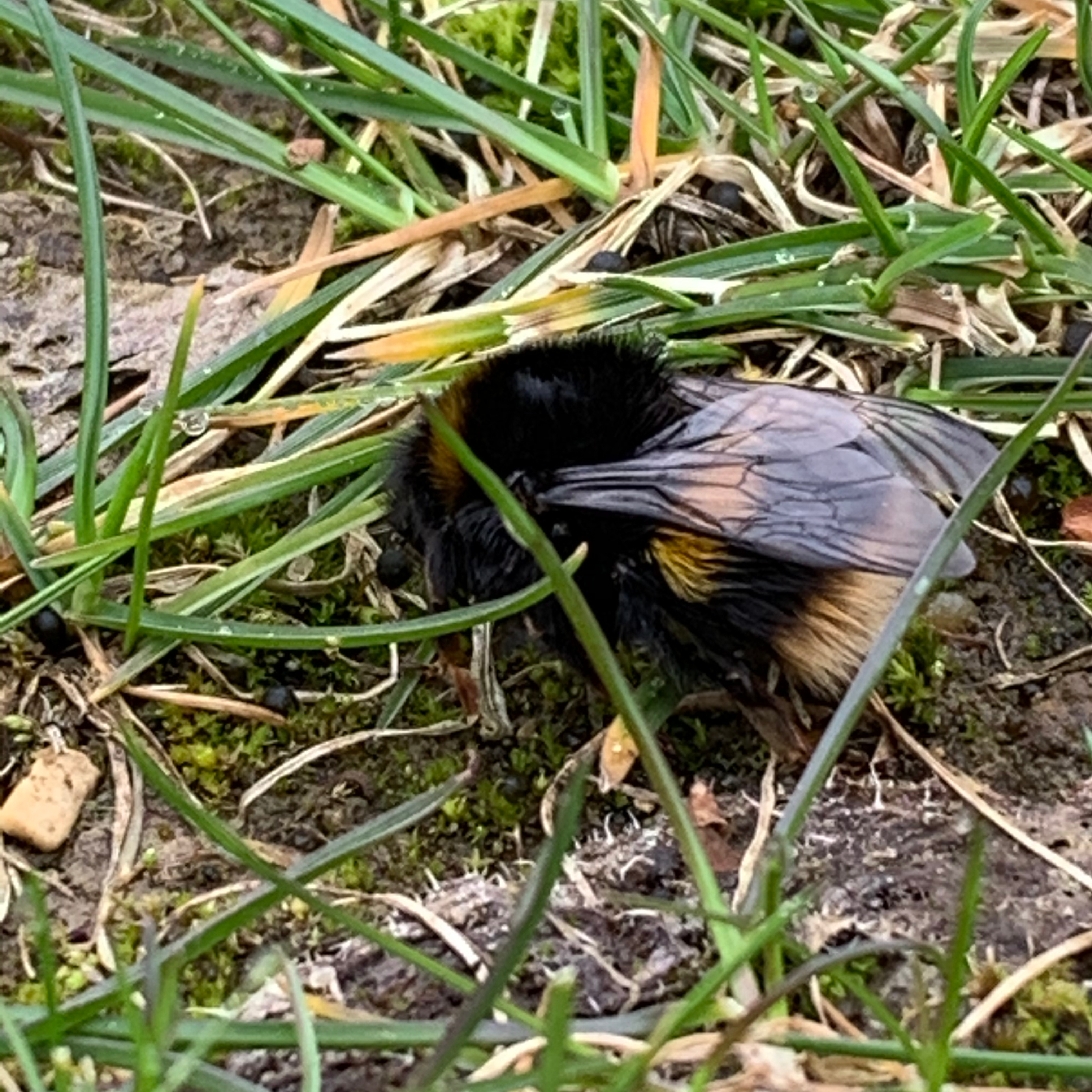Buff-tailed bumblebee on the ground