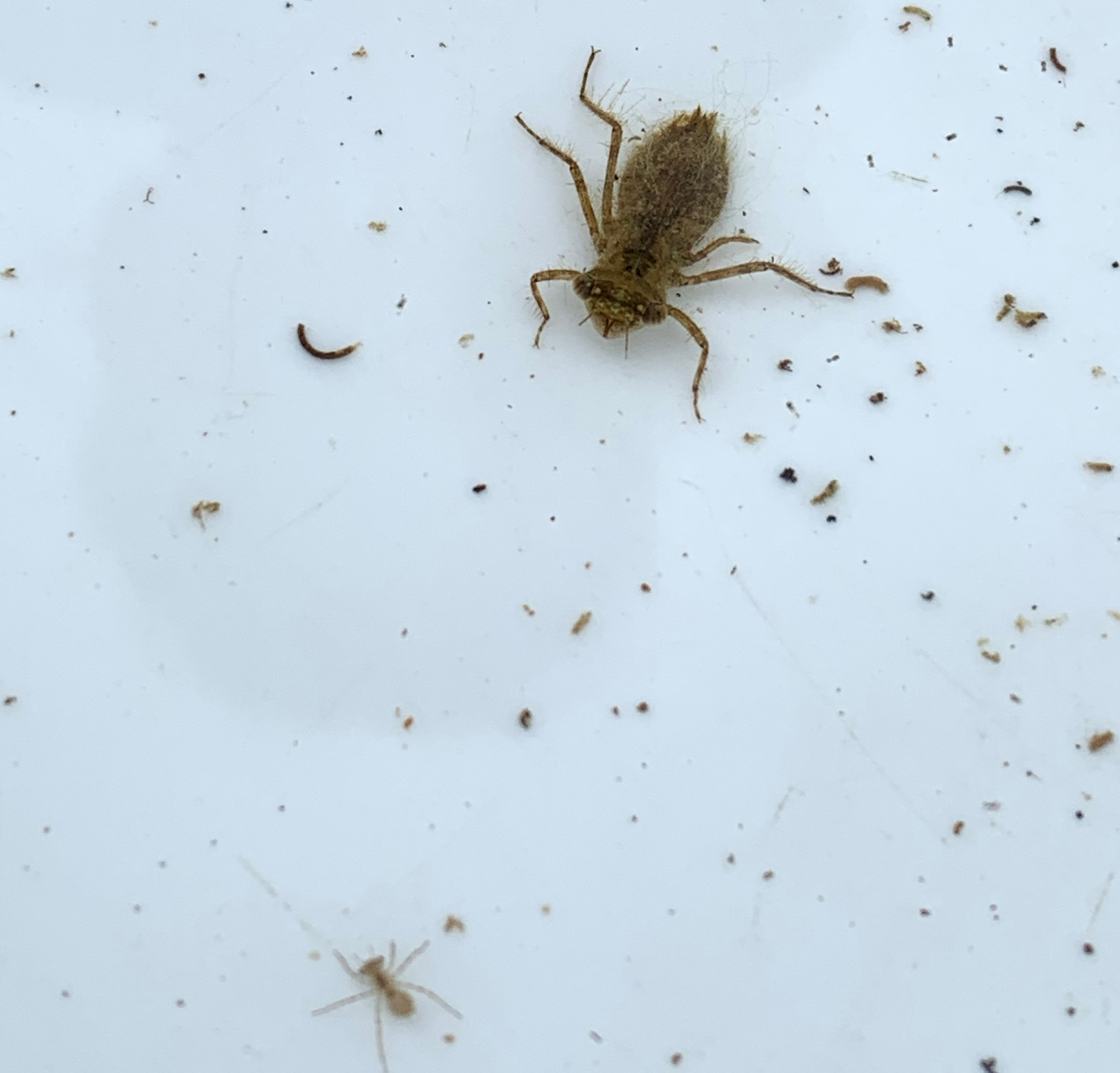 Dragonfly larvae on white tray