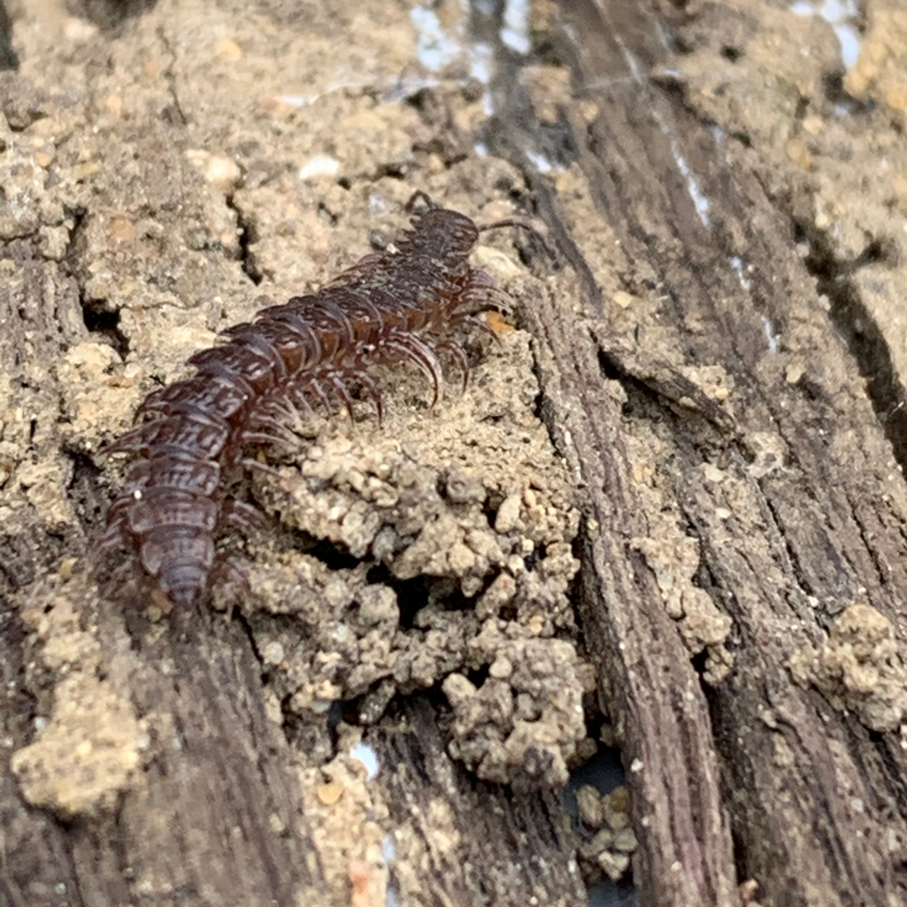 Flat-backed millipede on wood