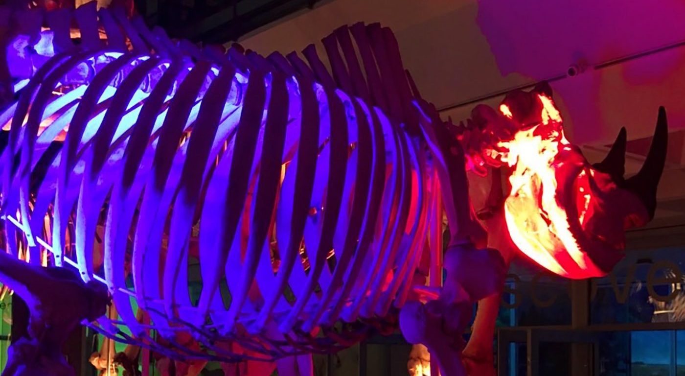 Museum of Zoology Rhino Specimen. Please note that the horn on the specimen is a replica. Credit S Steele.