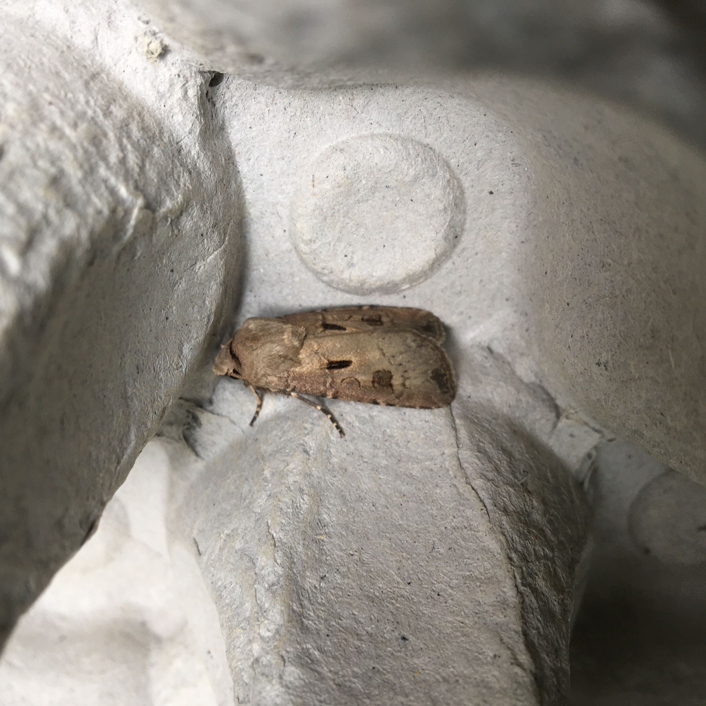 Heart and dart moth, UK