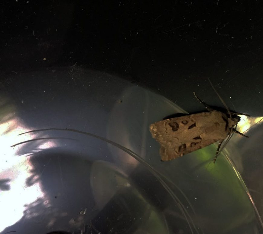 Heart and dart moth in trap