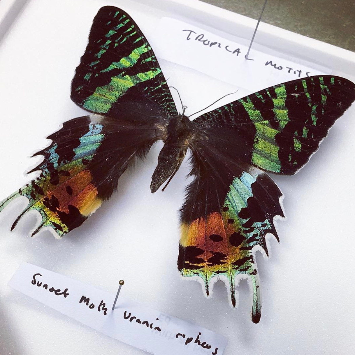 Madagascan Sunset Moth. University Museum of Zoology collection. Copyright University of Cambridge