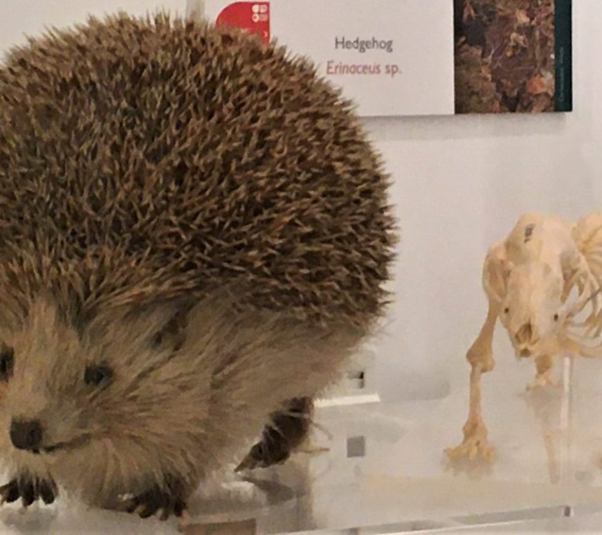Photograph of a hedgehog skin and skeleton