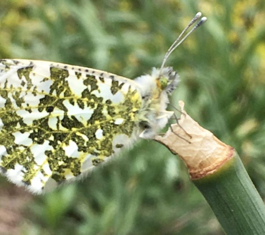 Photograph of a female orange tip butterfly