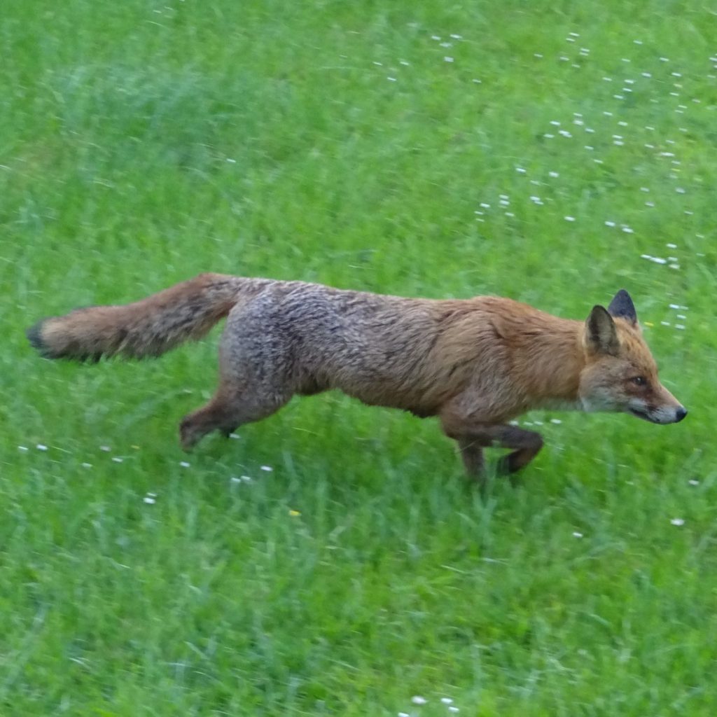 Fox. James Margetson (museum volunteer)