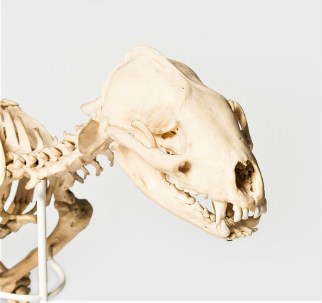Photograph of a badger skull