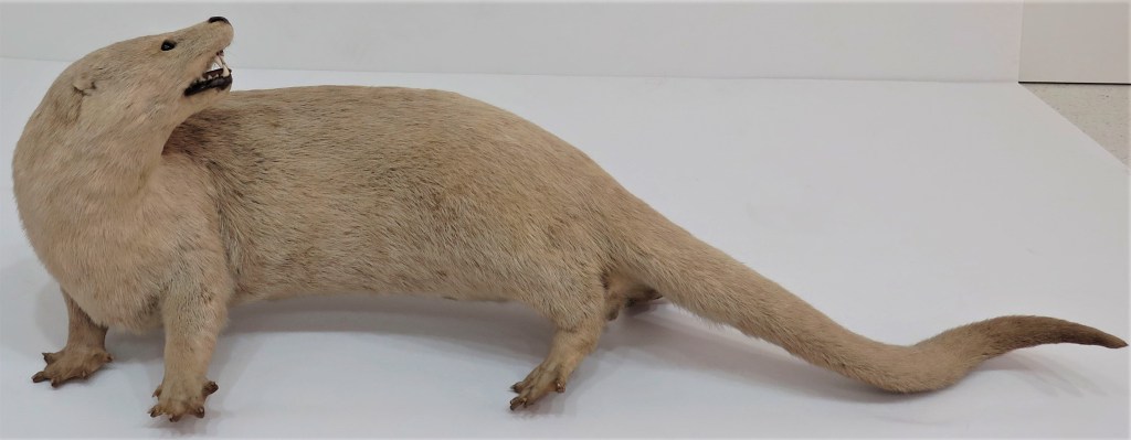 Photograph of an otter specimen