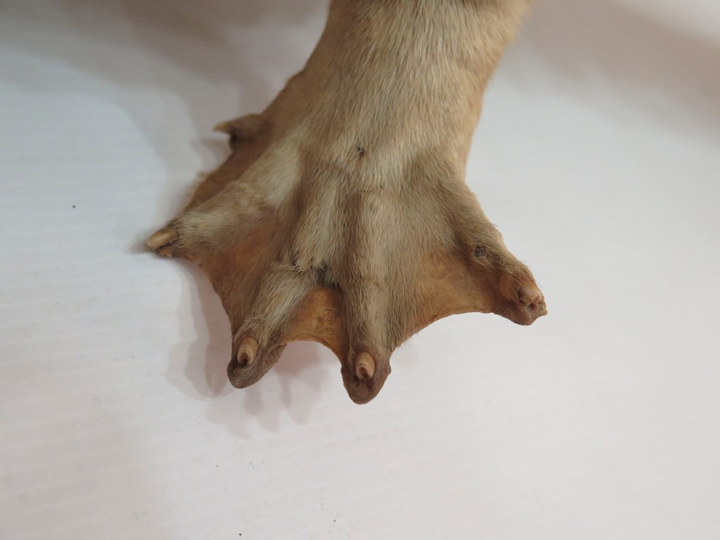 Close up of the foot of a taxidermied otter
