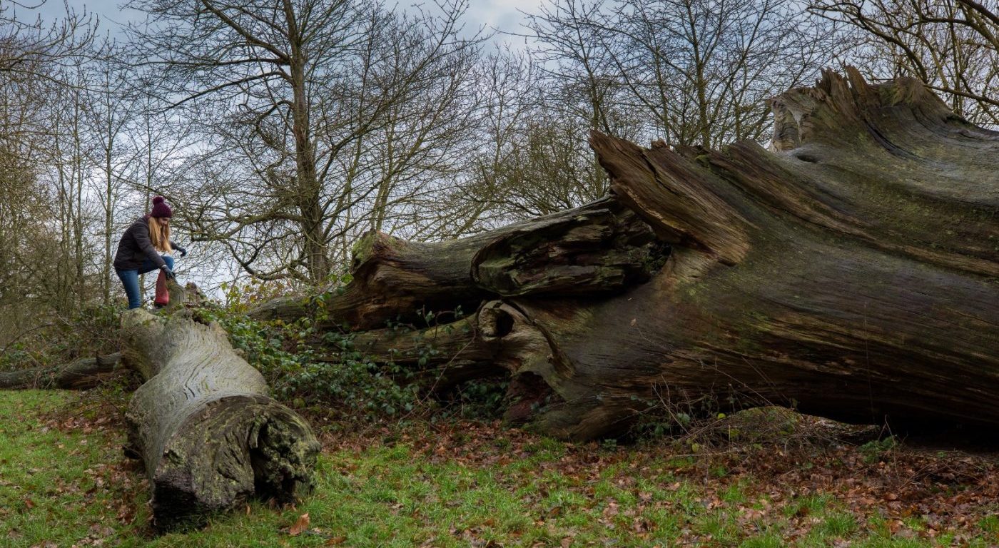 Kate climbing over a fallen tree