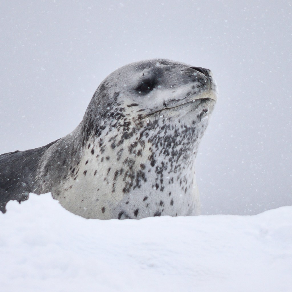 Photograph of a leopard seal