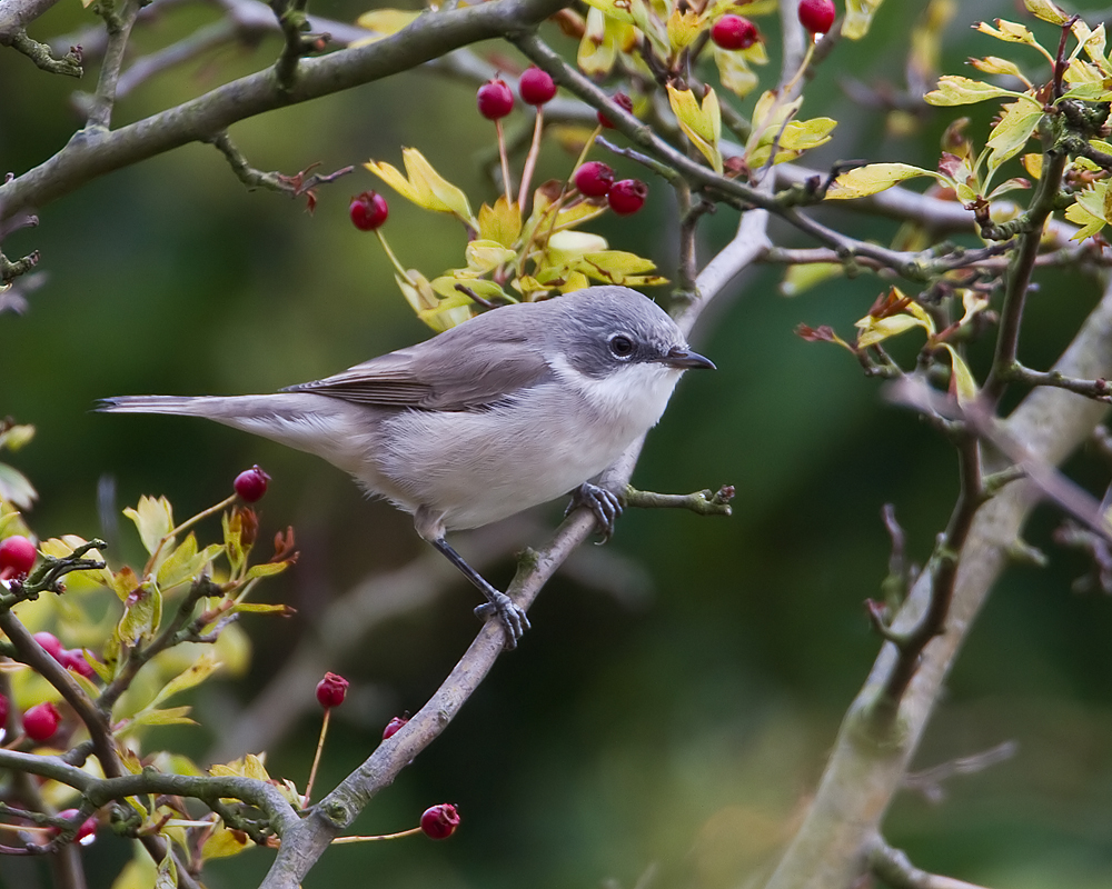 Photograph of a lesser whitethroat