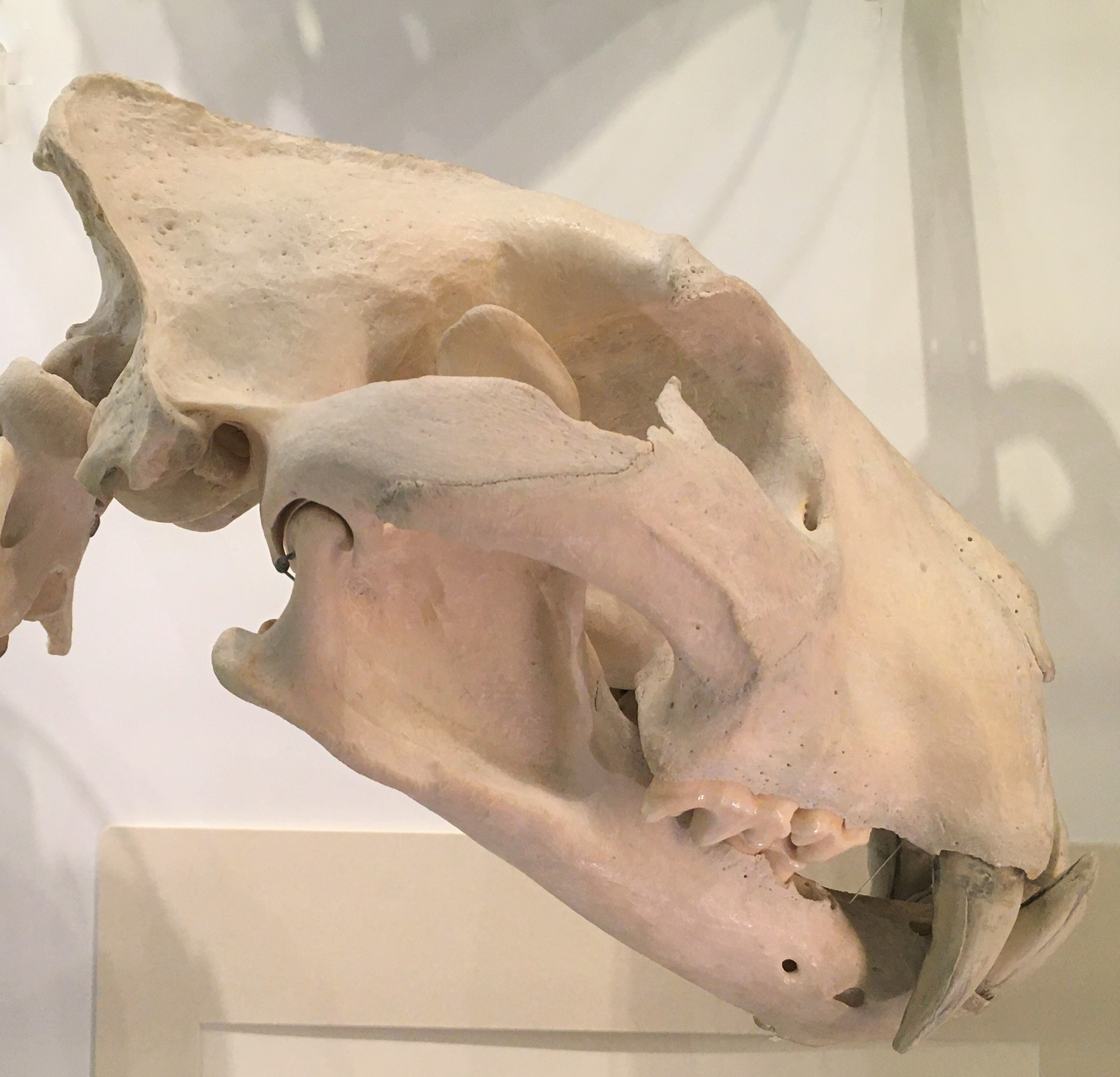Photograph of a lion skull in the Museum of Zoology