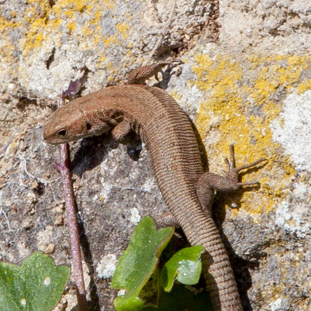 Common lizard. Image credit John Howlett