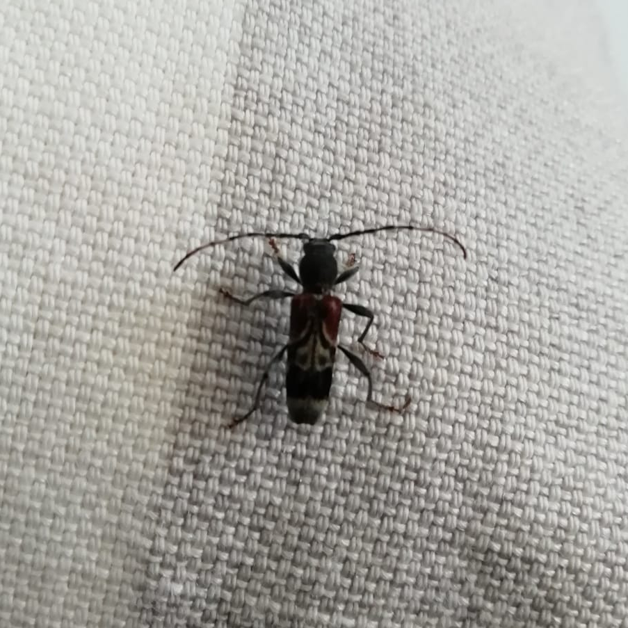 Rufous shouldered longhorn beetle. Richard Preece