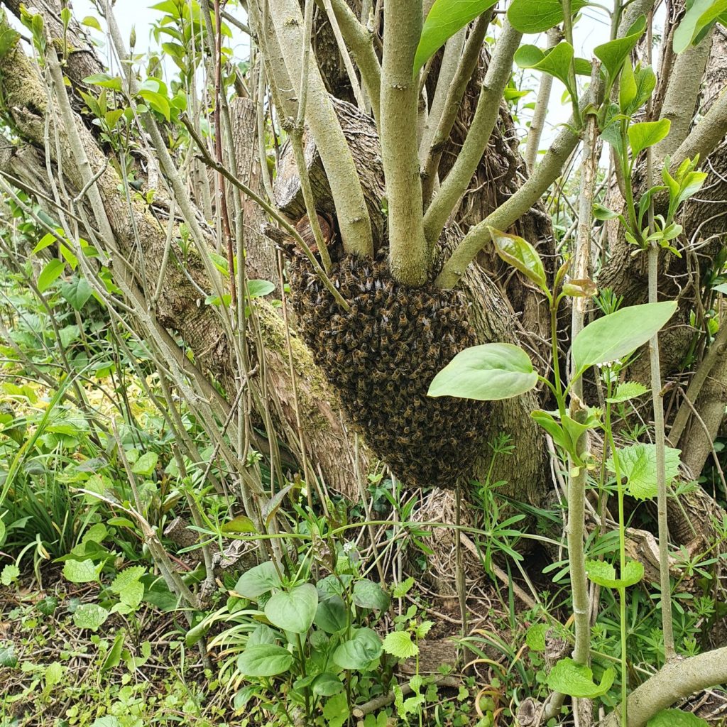 Honey bee swarm, Bury St. Edmunds. Arthur and Lucy